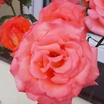 Pokoje Goscinne 
