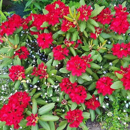 Lodzki Dom Turystyczny&Dla Firm-Lodz Helenowek-F-Vat Privatunterkunft