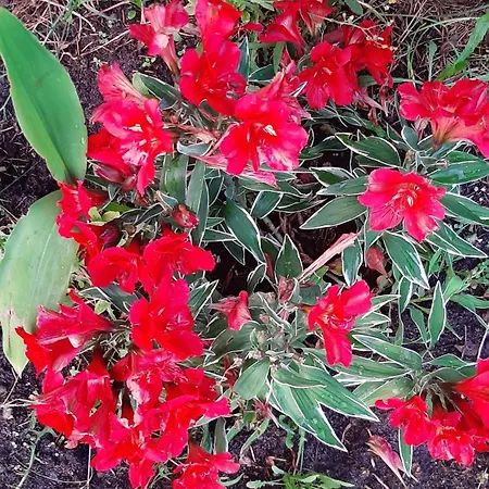 łódzki Dom Turystyczny Helenówek-fajne Z łazienkami *